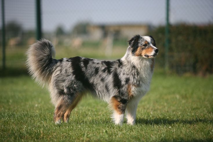 a dog standing on top of a lush green field