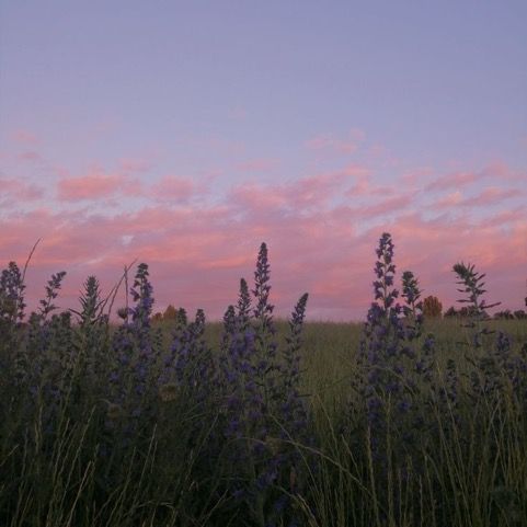 the sky is pink and purple in this photo, with tall grass on either side