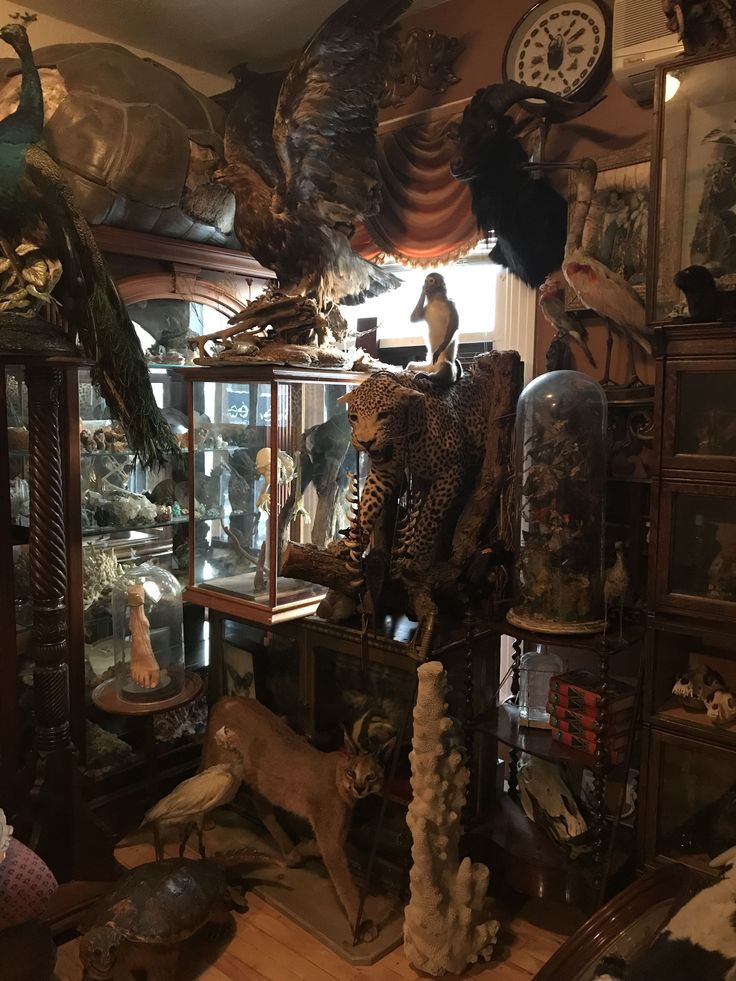 a room filled with lots of different types of animal figurines and other items