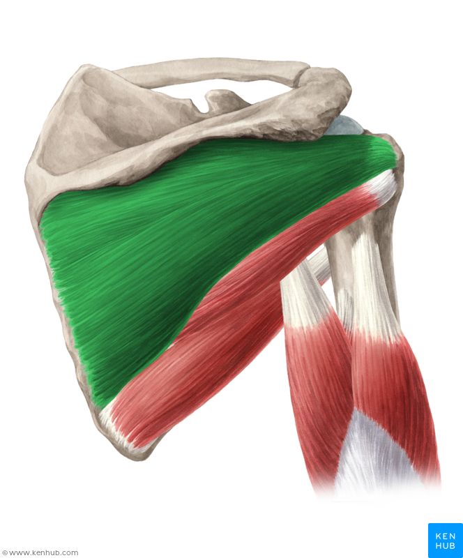 the muscles are shown in this image