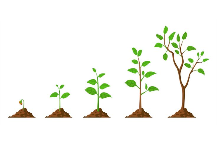 the stages of growing plants from seed to plant, with green leaves and brown soil