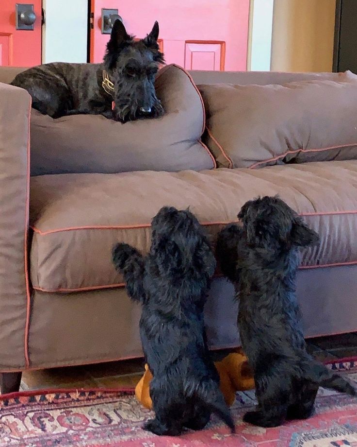 two dogs sitting on the back of a couch with their paws in each other's pockets