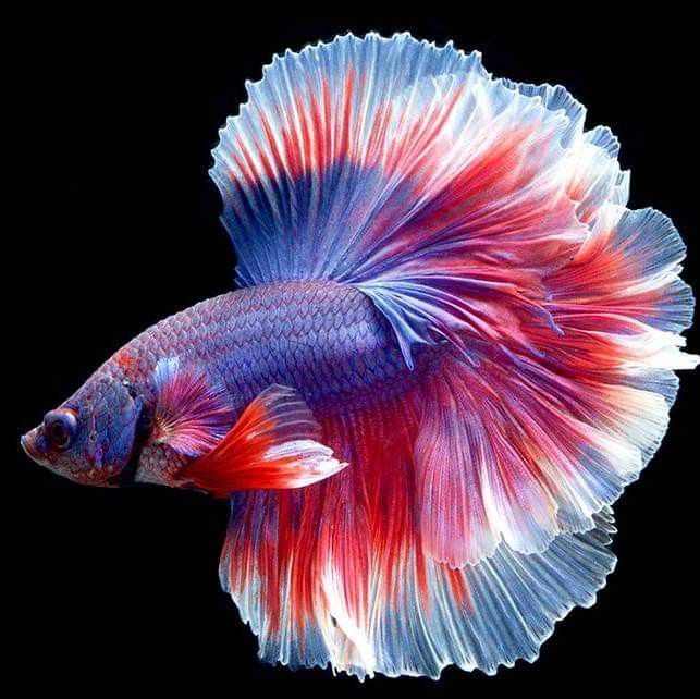 a red, white and blue fish on a black background