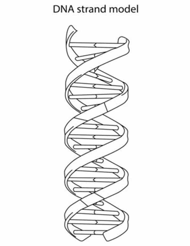 a diagram of the structure of a double - stranded, spiral shaped cell phone case