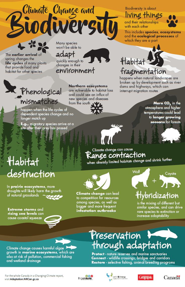 What Climate Change Means For Earth’s Animals | Daily Infographic Environmental Science Lesson Plans, What Is Climate, Info Poster, Infographic Poster, Environmental Education, Environmental Awareness, Environmental Science, Earth Science, Environmental Impact