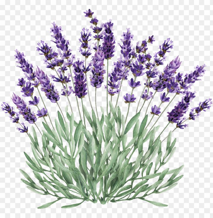 lavender flowers on a white background with no background, hd png downloads to be used