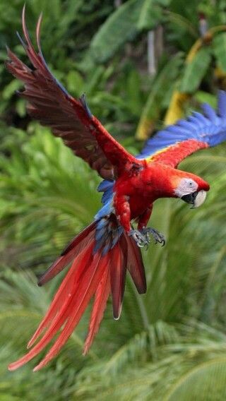 a red and blue bird is flying in the air