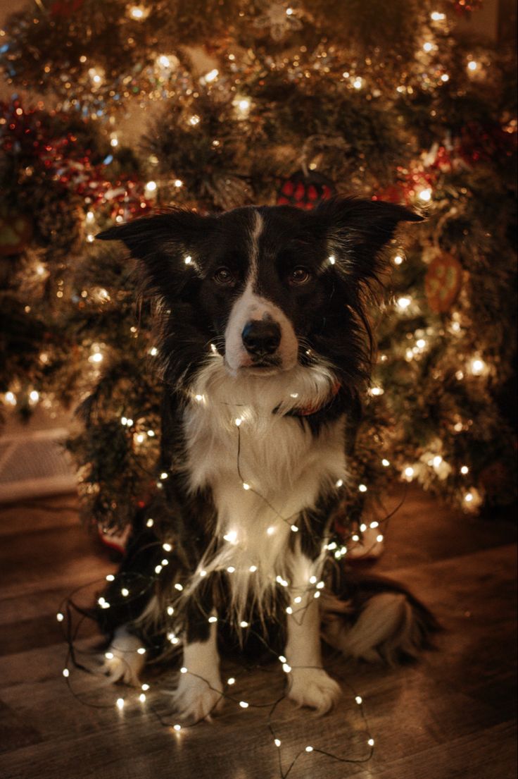 a black and white dog sitting in front of a christmas tree with lights on it