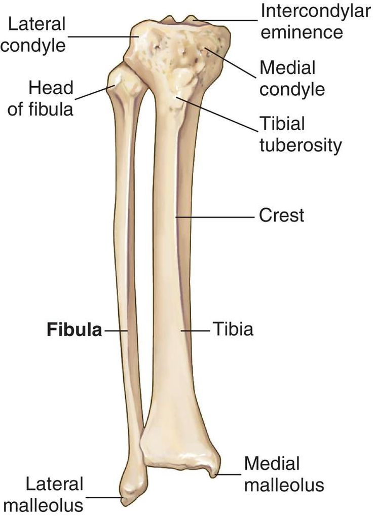 the structure of a long bone and its major bones, including the tibia cresis