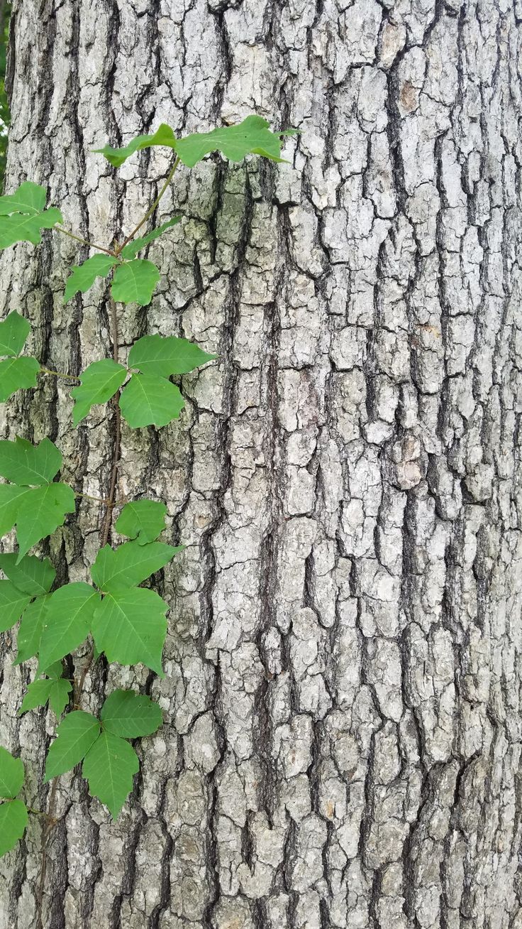 a tree trunk with green leaves growing on it