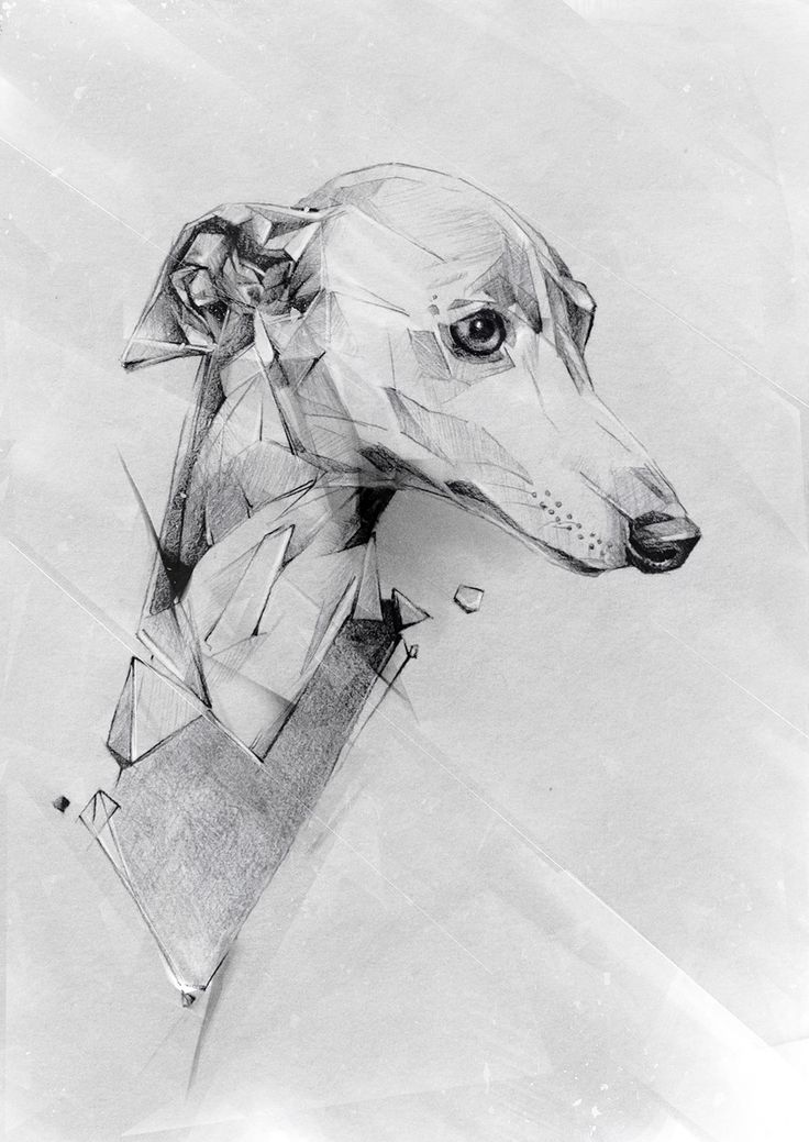 a pencil drawing of a dog's head in the shape of a rectangle