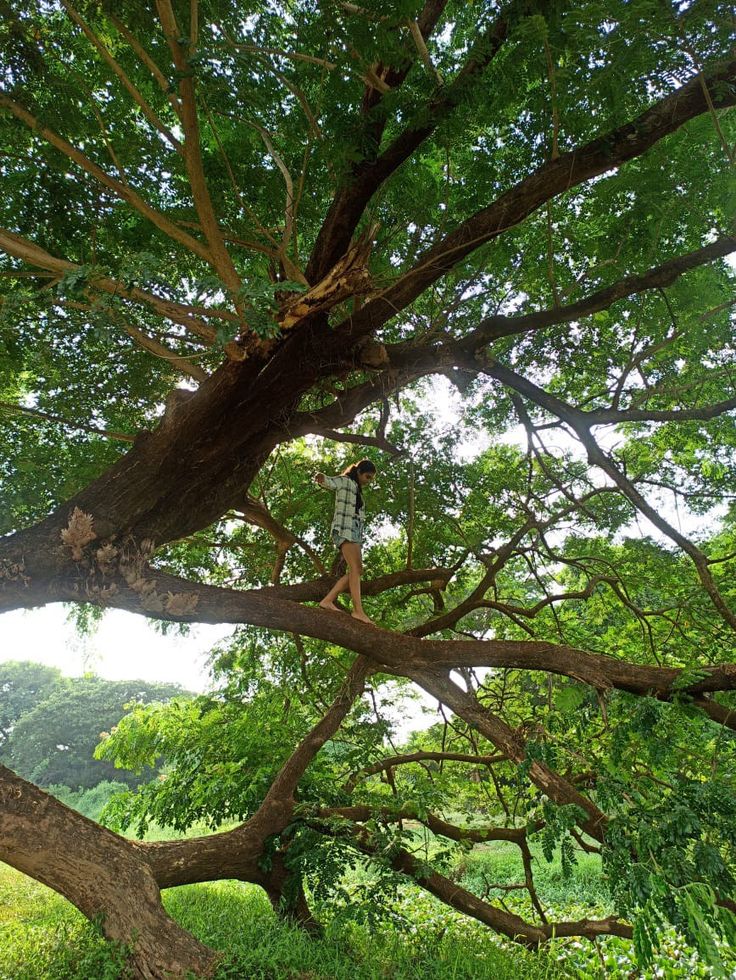 a man standing in the middle of a tree on top of a lush green hillside