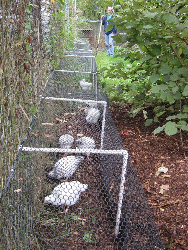 an image of some birds in a fenced off area with trees and bushes behind them