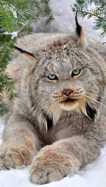 a cat that is sitting in the snow with its paws on it's chest