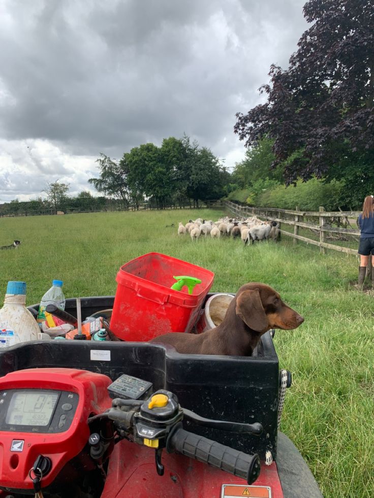 Farm Owner Aesthetic, Working On A Farm Aesthetic, Owning A Farm Aesthetic, English Farm Aesthetic, Country Farm Life Aesthetic, Farming Aesthetic Country Living, Sheep Farm Aesthetic, Farm Vet Aesthetic, Farm Summer Aesthetic