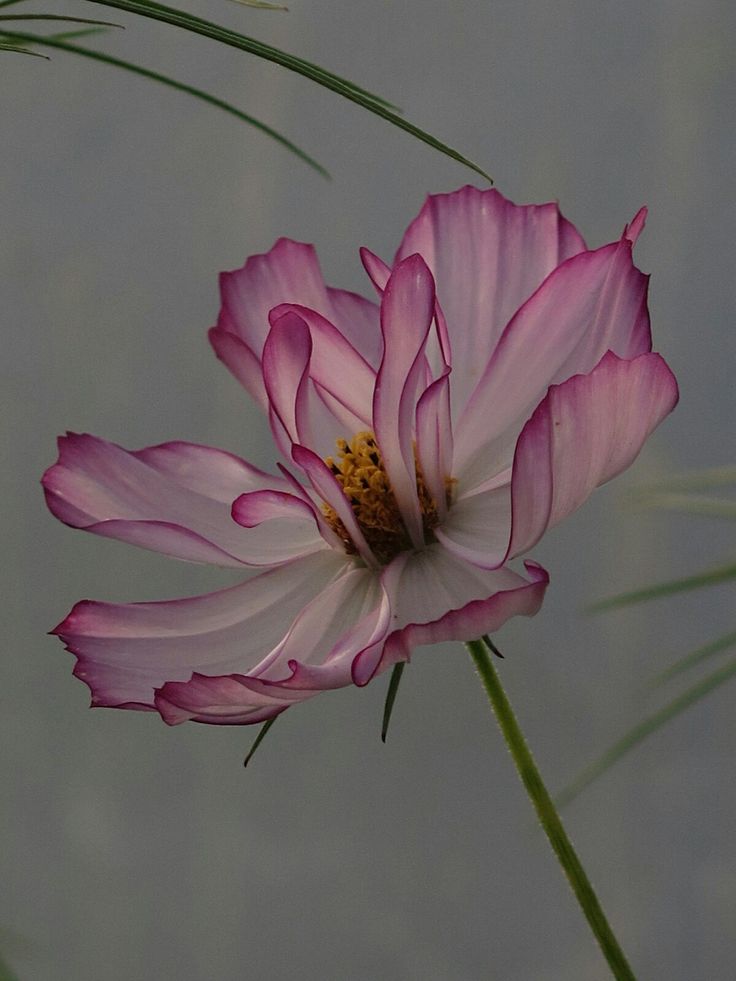 a pink flower with green stems in front of a gray background and water behind it