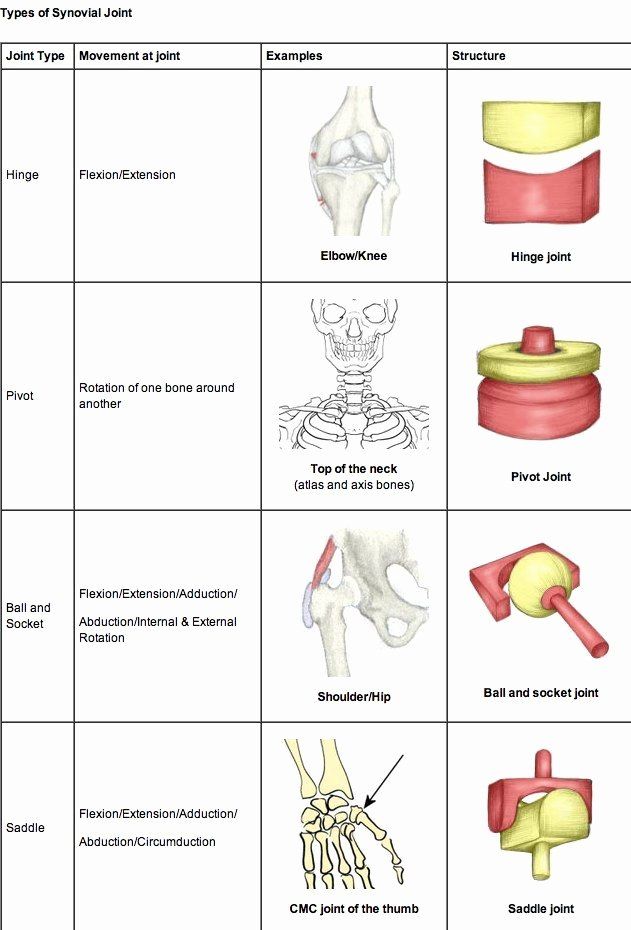 the different types of bones and their functions