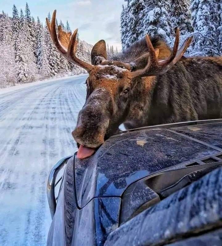 a moose sticking its head out the window of a car on a snowy road with trees in the background