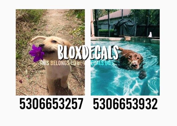 two pictures of dogs in the water and one has a purple flower