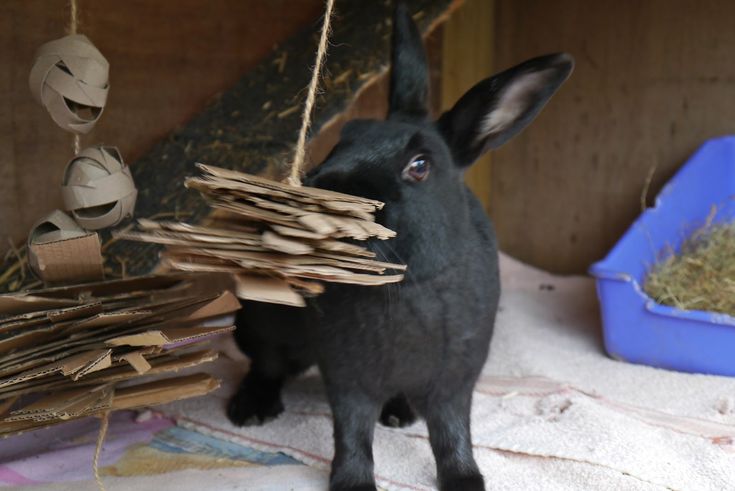 a small black rabbit sitting on top of a pile of papers next to a blue bin