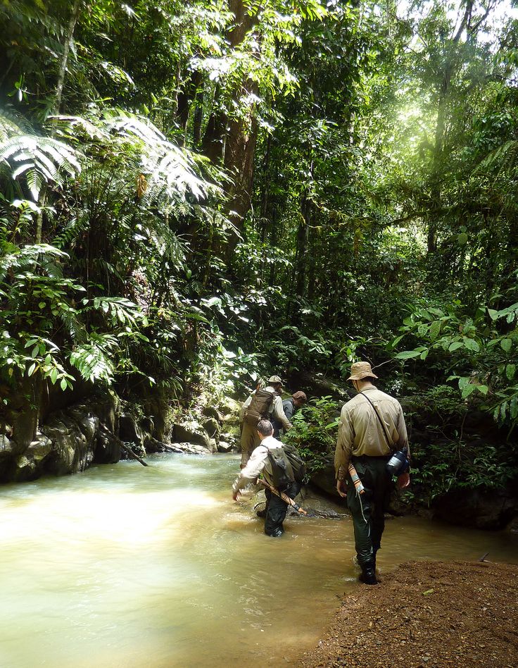 several people are walking in the water near some trees