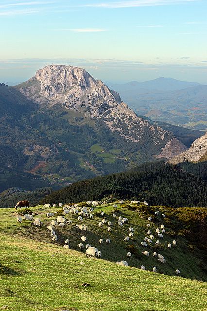 a herd of sheep grazing on top of a lush green hillside with mountains in the background