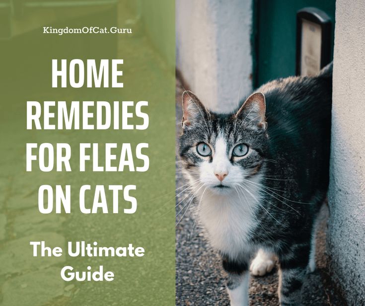 Fleas On Cats, Natural Flea Remedies, Home Remedies For Fleas, Flea Removal, Flea Remedies, Cat Advice, Cat Hacks, Cat Fleas, Baby Kittens