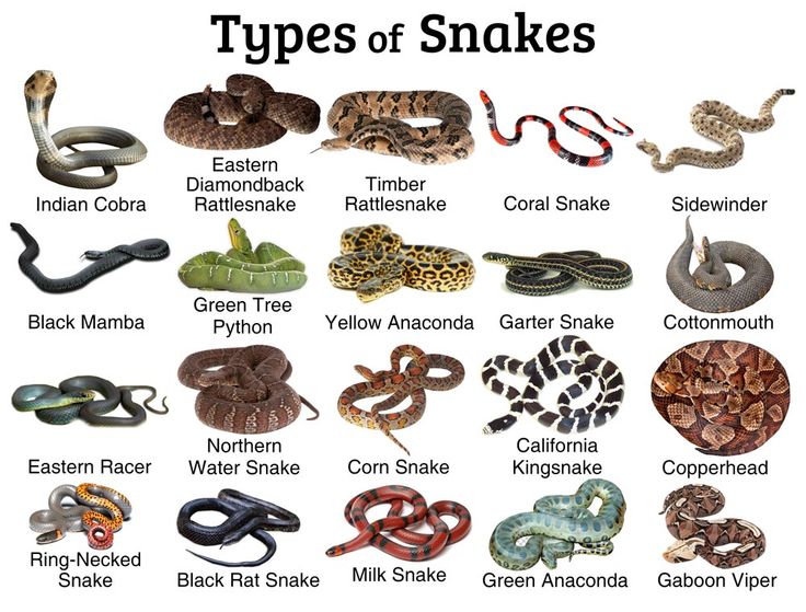 types of snakes in the world