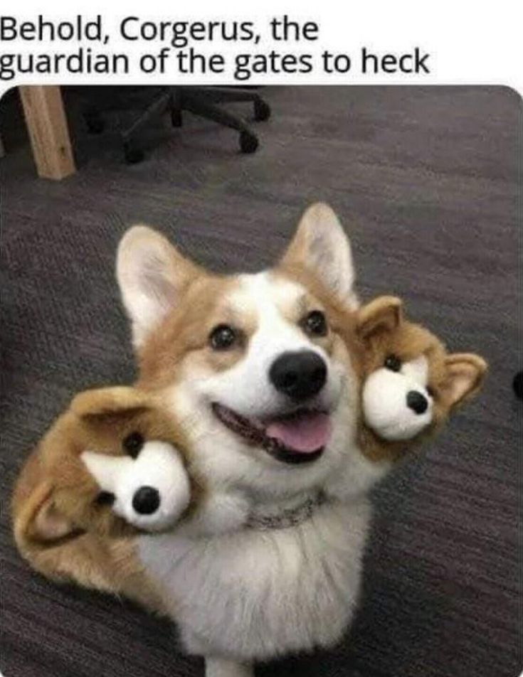 a dog is holding two stuffed animals in its paws and the caption says, you have been visited by corgers your day will now be filled with happiness