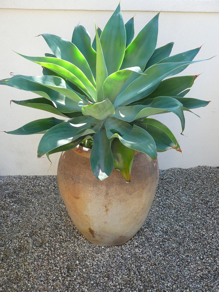 a potted plant is sitting on the ground