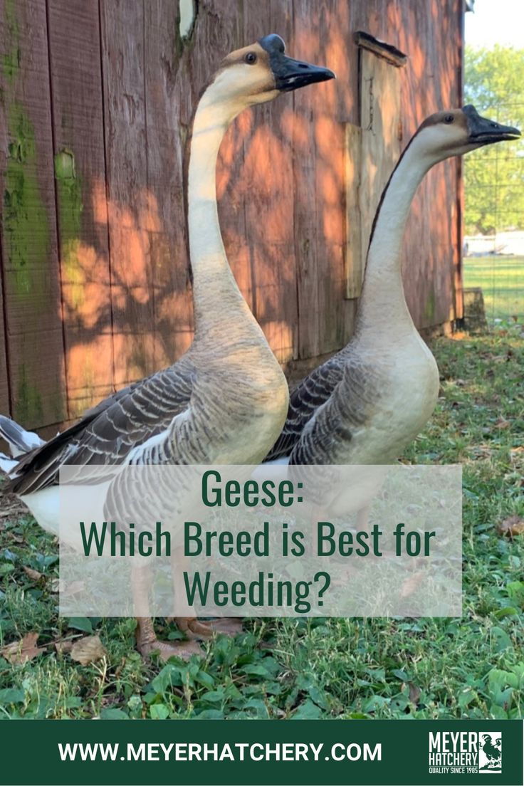 two geese standing next to each other in front of a wooden fence with the words gesse which breed is best for wedding?