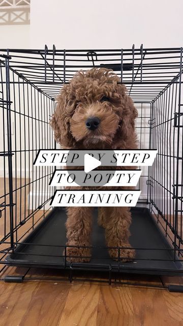 a dog in a cage with the words step by step to potty training on it