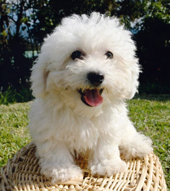 a small white dog sitting on top of a wicker basket in the grass with its tongue hanging out