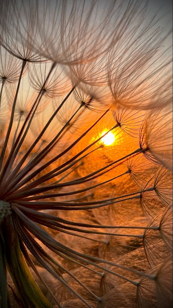 a dandelion with the sun setting in the background