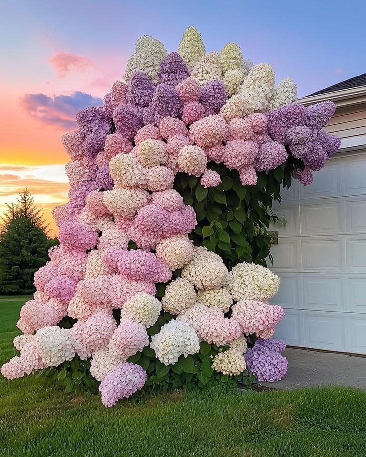 a large group of flowers in front of a garage