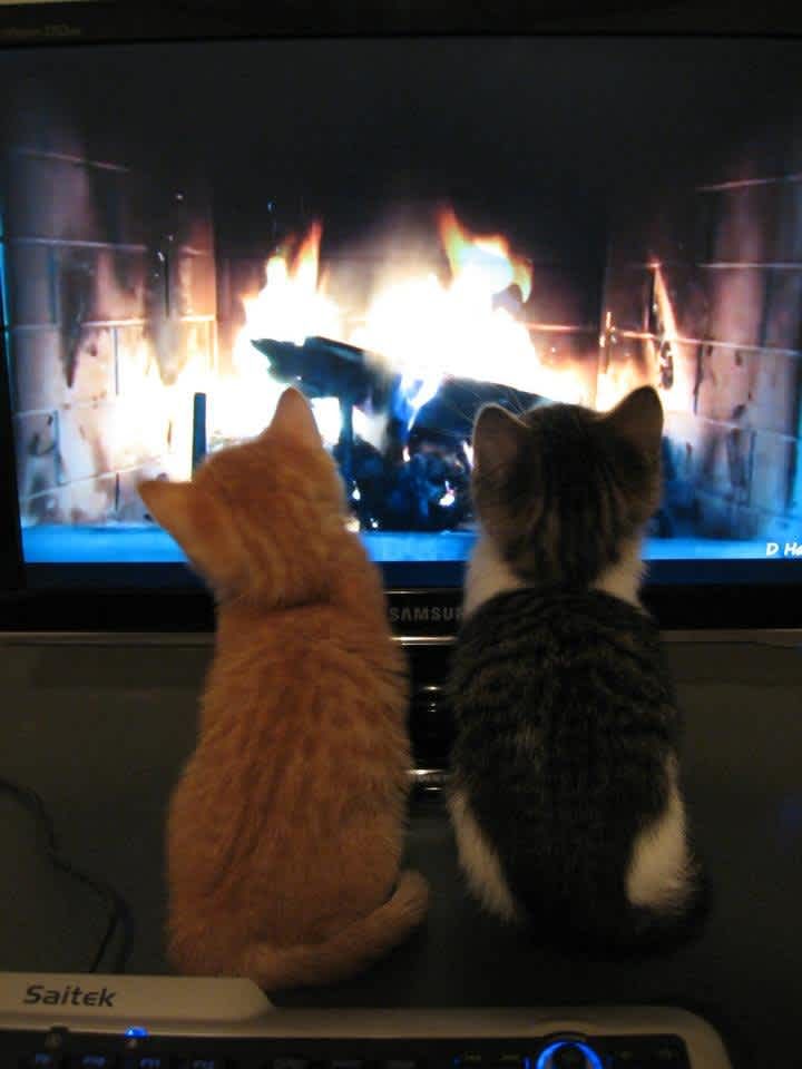 two cats sitting in front of a flat screen tv watching fire on the television set