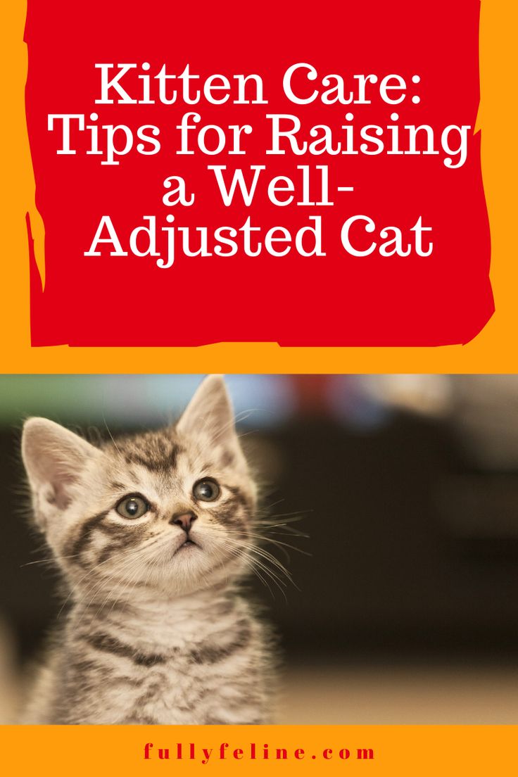 kitten sitting on the floor with text overlay that reads kitten care tips for raising a well - adjusted cat