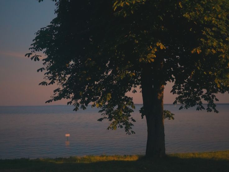 the tree is next to the water at sunset or dawn, with no one in it