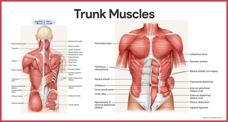 the muscles are labeled in this diagram