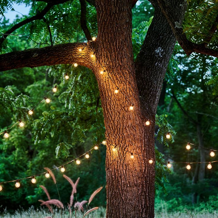 a bench under a tree with lights on it