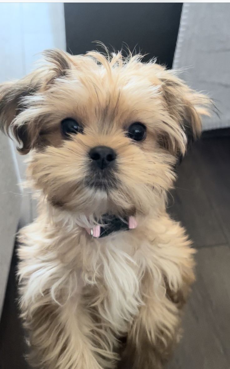 a small dog sitting on top of a hard wood floor next to a door and looking at the camera