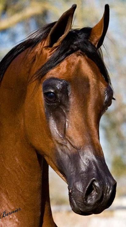 a brown horse with black mane standing in front of some trees and dirt area, looking at the camera