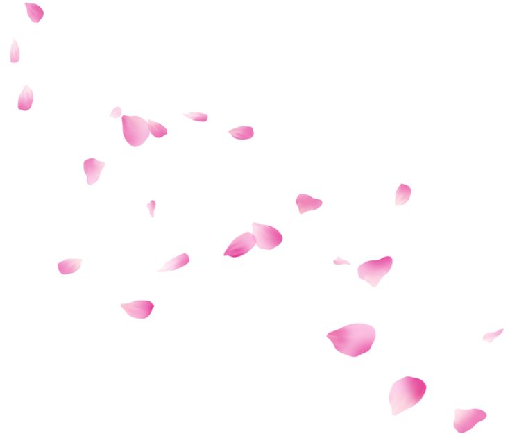 pink petals are flying in the air on a white background