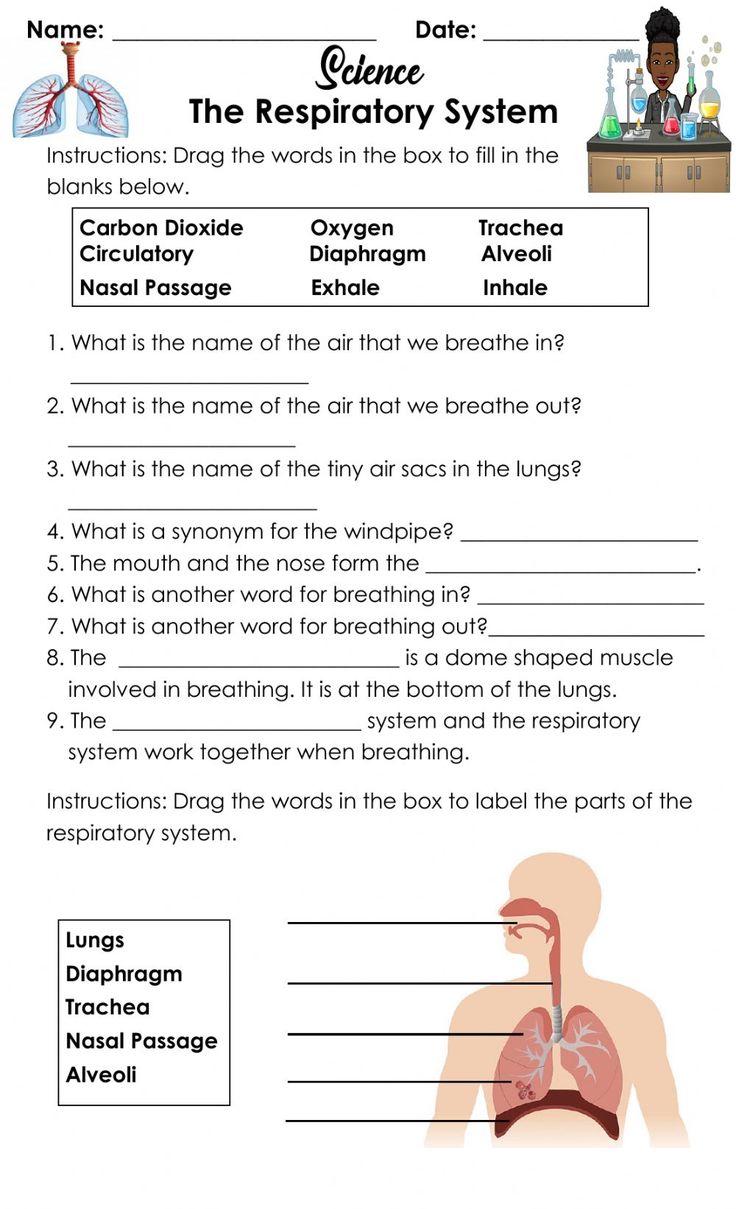 worksheet on the anatomy of the human body for kids and adults with answers