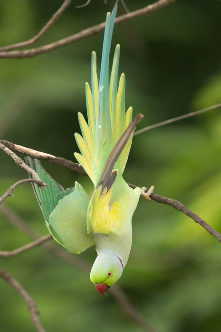 a green and yellow bird sitting on top of a tree branch with its wings spread