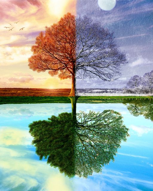 two trees are reflected in the water and one tree is standing on its own side