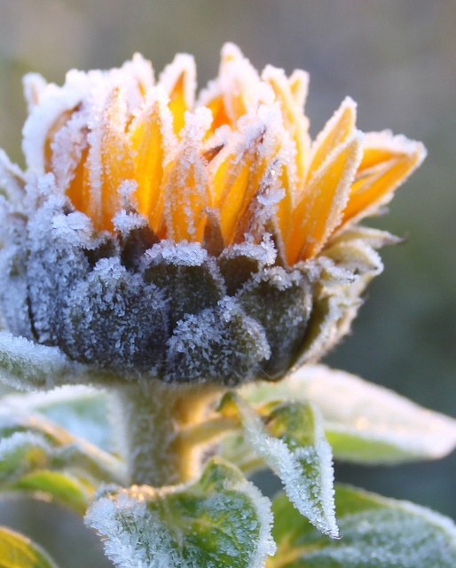 a sunflower with frost on it's petals is shown in the foreground