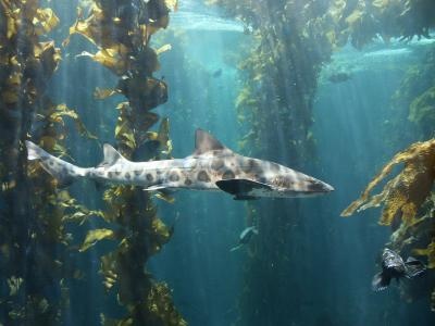 a shark swims in the water surrounded by kelphase plants and seaweed