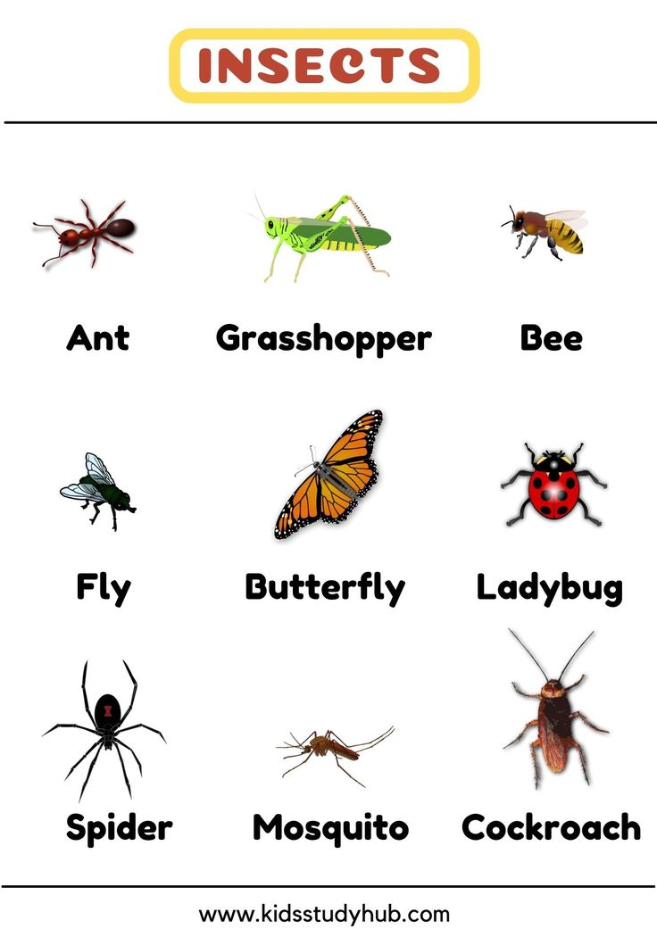 insects and their names are shown in this worksheet for kids to learn how to tell