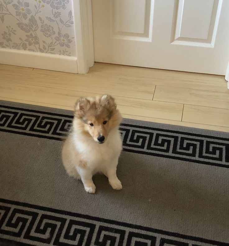 a brown and white dog sitting on top of a rug in front of a door